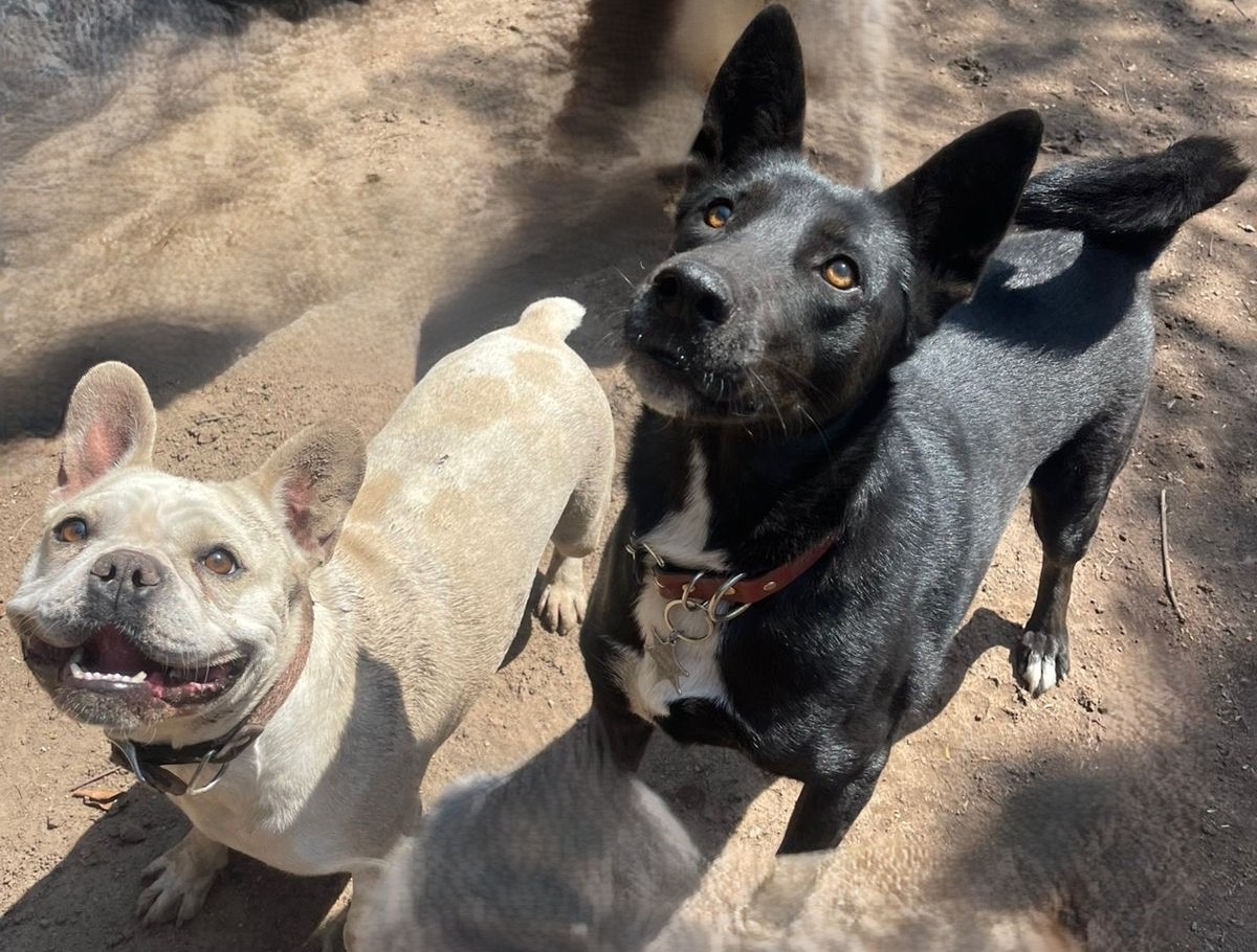 Bulldog Francés y amigo — paseo PAWLO