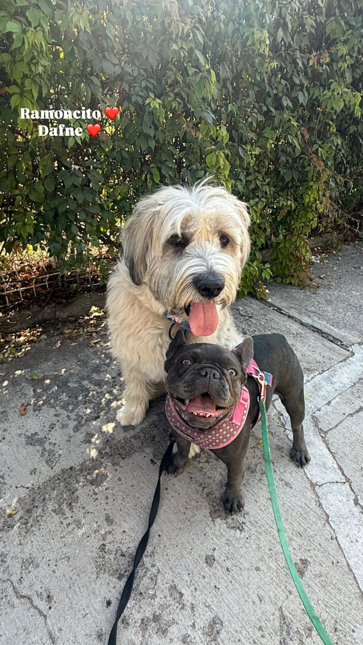 Ramoncito y Dafne — paseo PAWLO