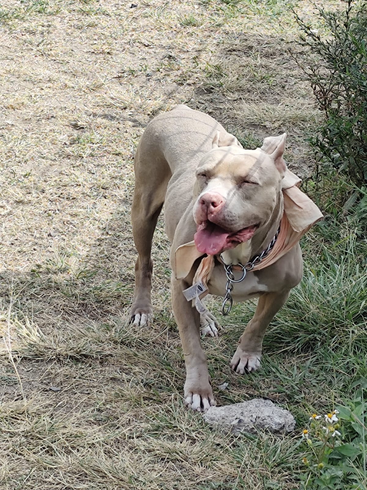 Pit bull corriendo feliz — paseo PAWLO