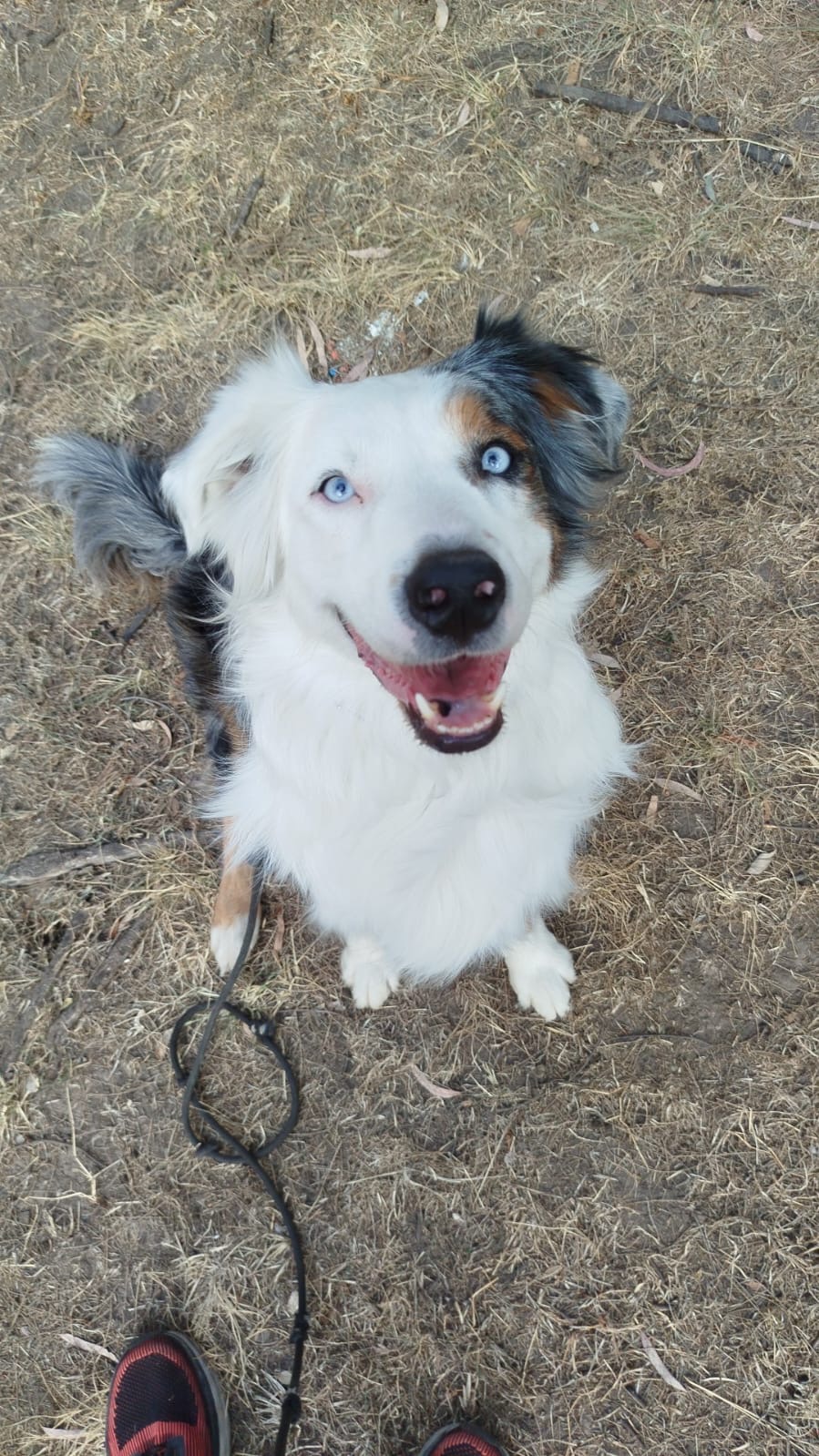 Australian Shepherd — cliente PAWLO