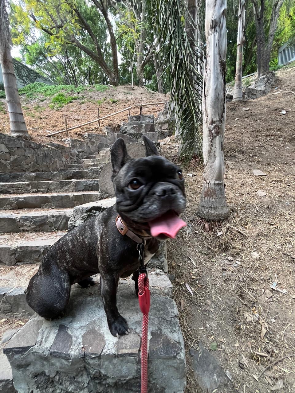 Bulldog Francés negro en escaleras — PAWLO