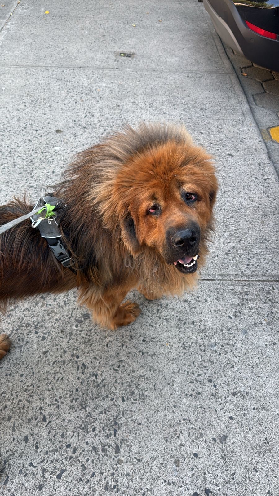Perro esponjoso café — cliente PAWLO