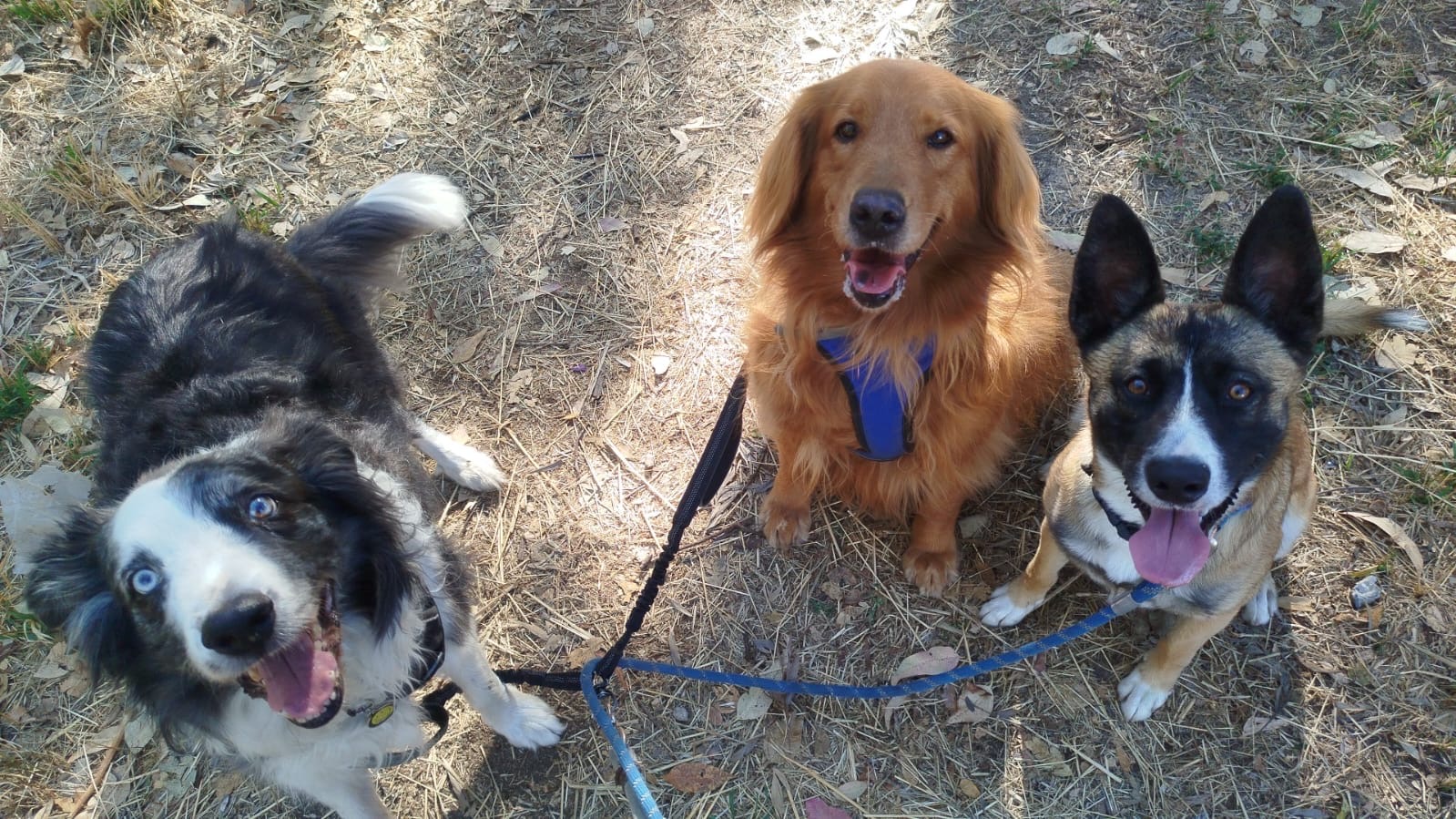 Tres perros en manada PAWLO