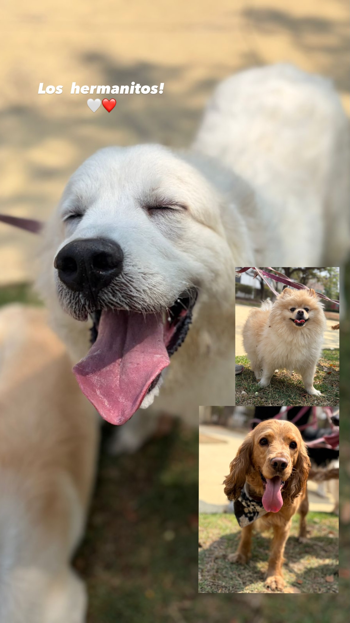 Los hermanitos — Golden, Pomerania y Cocker