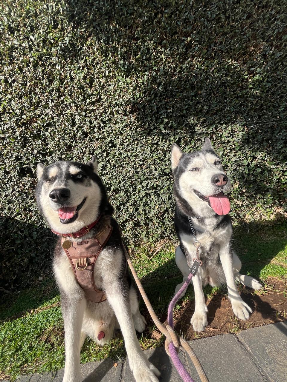 Dos huskies felices en paseo PAWLO